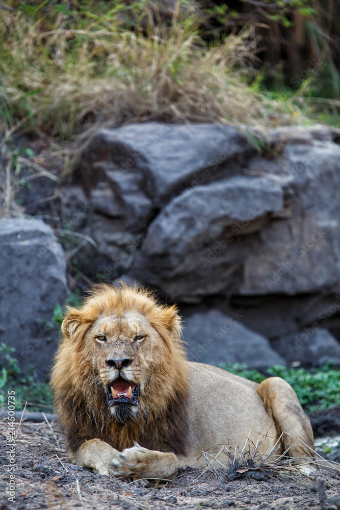 Naklejka premium Dominant lion male in Sabi Sands Game Reserve part of the Greater Kruger Region in South Africa