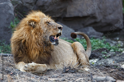 Dominant lion male in Sabi Sands Game Reserve part of the Greater Kruger Region in South Africa