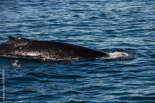 Walkrücken eines Buckelwals vor der Westküste Amerikas