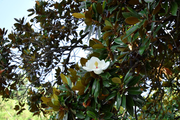 Keuken achterwand Magnolia Witte magnoliabloesem aan tak  © kcuxen