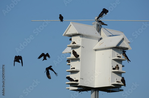 Purple Martins