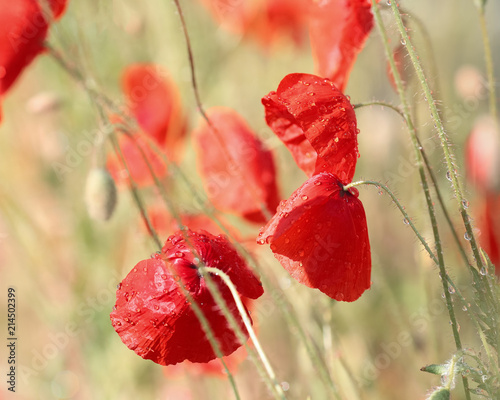 Fototapeta Naklejka Na Ścianę i Meble -  Red poppy