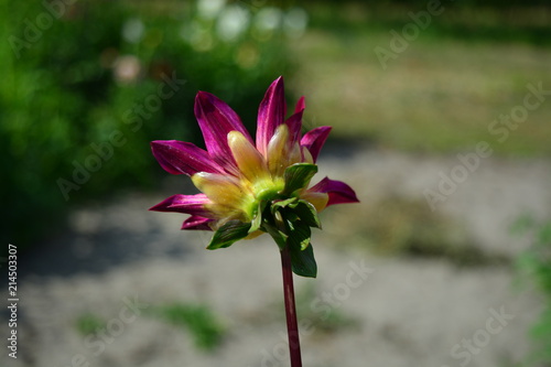 Fototapeta Naklejka Na Ścianę i Meble -  A dahlia with background