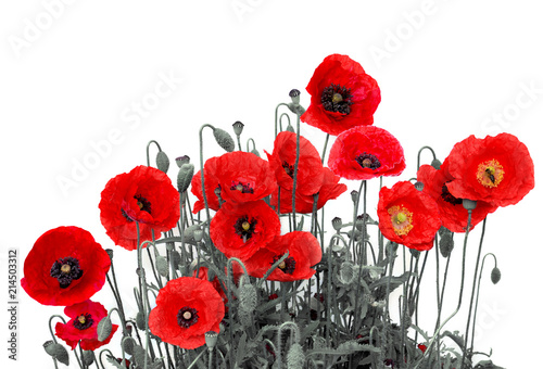 Flowers red poppies (Papaver rhoeas, common names: corn poppy, corn rose, field poppy, red weed, coquelicot ) on a white background