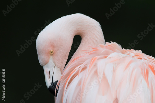 Flamingo photo