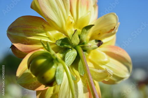 Fototapeta Naklejka Na Ścianę i Meble -  A yellow dahlia on a blue sky