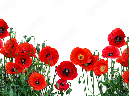 Flowers red poppies   Papaver rhoeas  common names  corn poppy  corn rose  field poppy  red weed  coquelicot   on a white background with space for text.