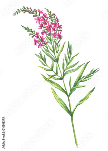 Branch with flowers of plant Chamaenerion angustifolium (fireweed, Russian Tea, Ivan Chai or rosebay willowherb). Watercolor hand drawn painting illustration isolated on a white background.