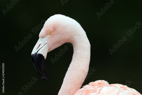 Flamingo photo