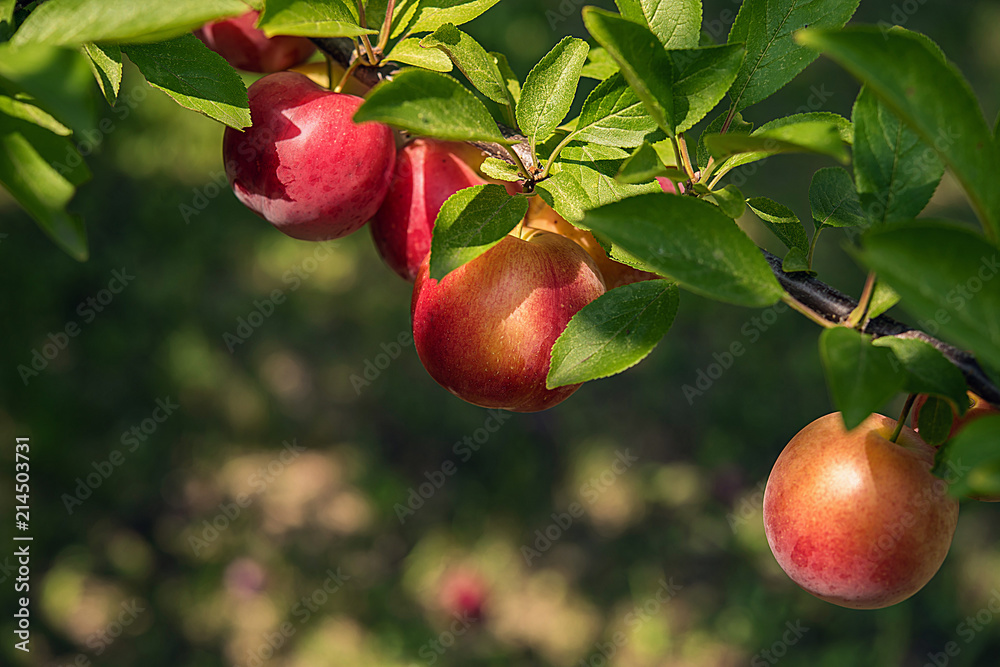 Background with round plums in sunshine Background with round plums in sunshine