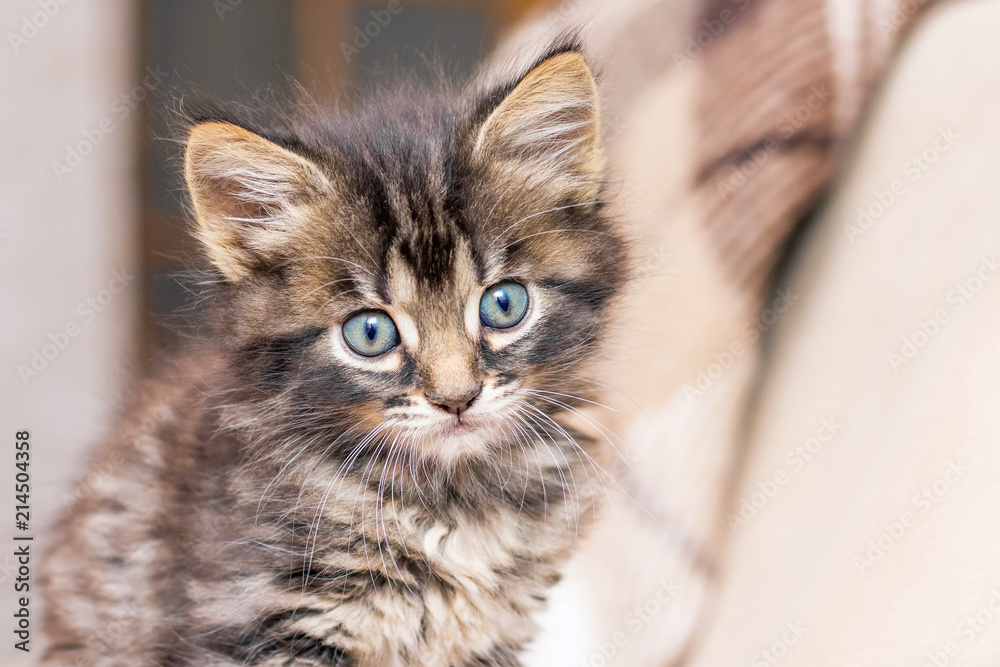 Portrait of a small kitten in the room on a blurry background_ Portrait of a small kitten in the room on a blurry background_
