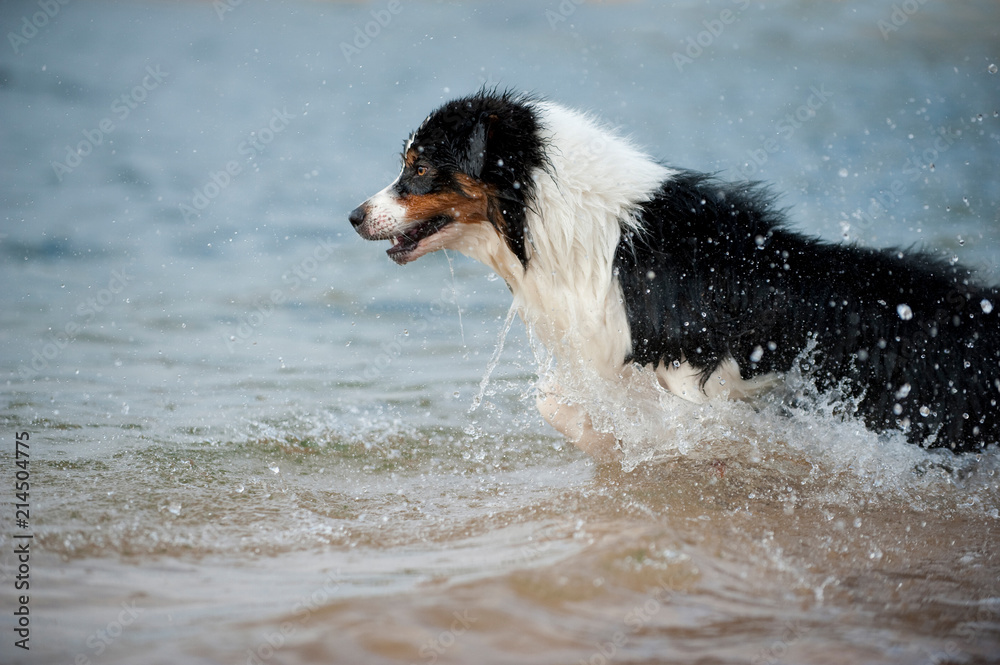 Australian Shepherd springt ins Wasser Australian Shepherd springt ins Wasser