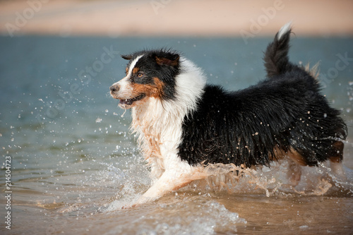 Australian Shepherd am Strand