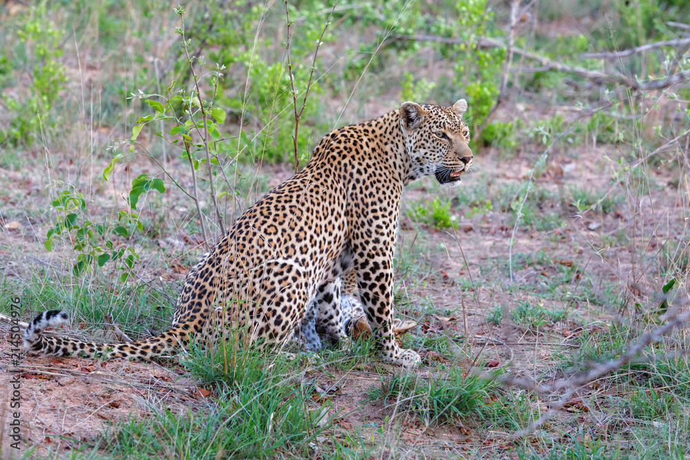 Leopard cub and mother in Sabi Sands Game Reserve part of the Greater Kruger Region in South Africa Leopard cub and mother in Sabi Sands Game Reserve part of the Greater Kruger Region in South Africa