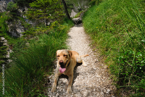 dog labrador happy on the mountain stone road