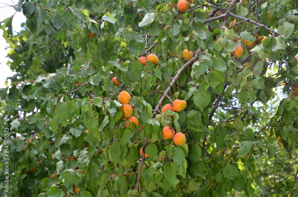 Branch of apricot tree with ripe fruits.
