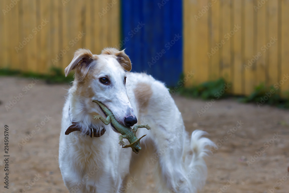 dog breed Russian Greyhound with a toy in his mouth dog breed Russian Greyhound with a toy in his mouth