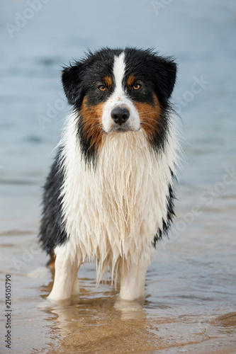 Australian Shepherd am Strand