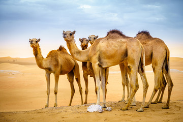 Wild camels in the desert