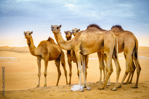 Stampa su tela Wild camels in the desert
