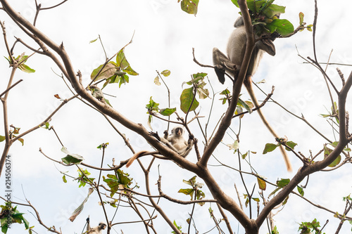 Red colobus at the time of the meal on the tree. The island of Zanzibar, Tanzania