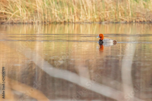 Redhead duck in the water