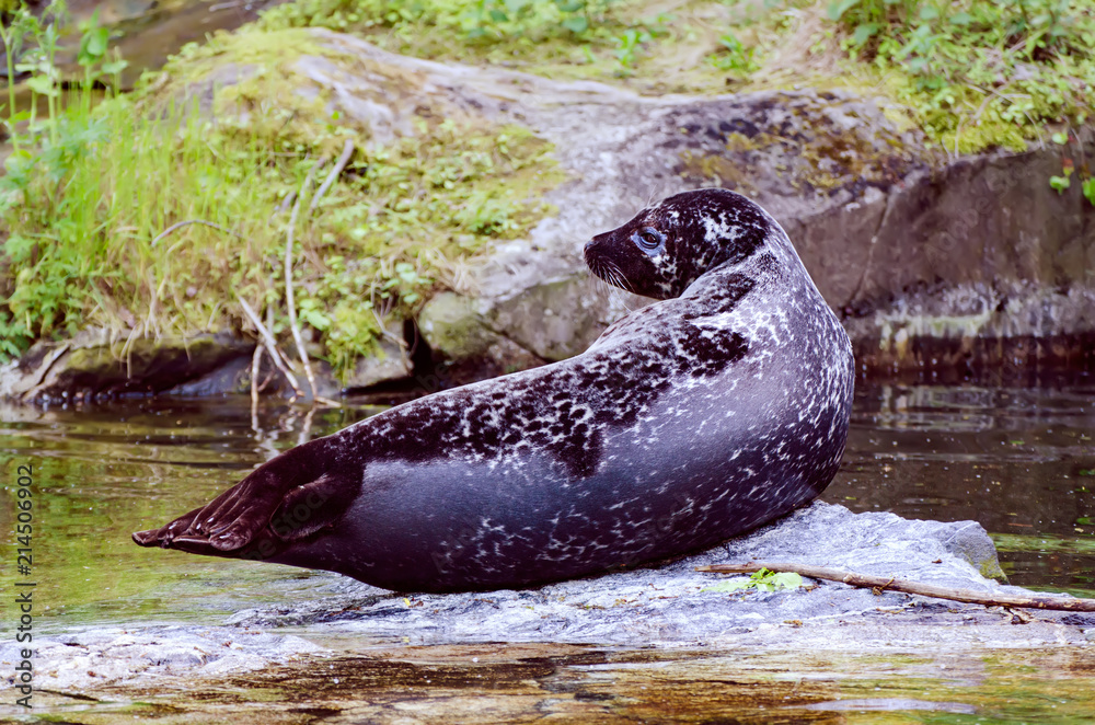 Naklejka premium Pojedyncza pieczęć spoczywa na skale, naturalne tło zwierzęce