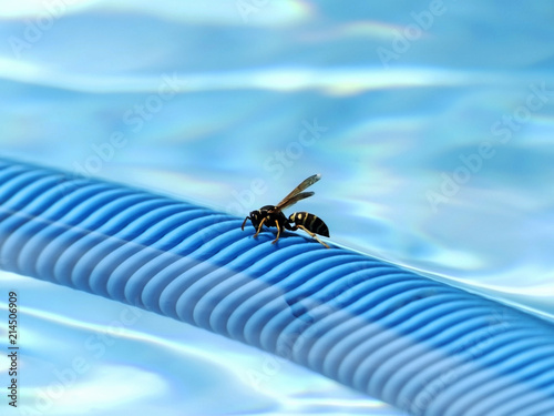 Des guêpes autour de votre piscine photo