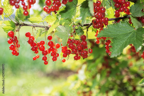 Young red currant. Summer Jule 2018