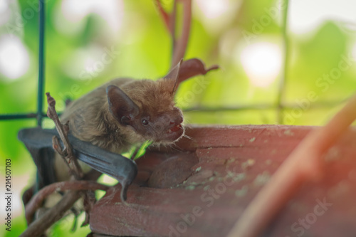 Muzzle bat close up in nature