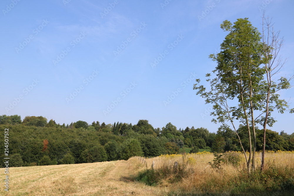 Naturlandschaft im Sommer bei anhaltender Trockenheit Naturlandschaft im Sommer bei anhaltender Trockenheit