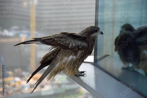 Hawk on skyscraper window
