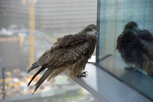Hawk in a skyscraper window