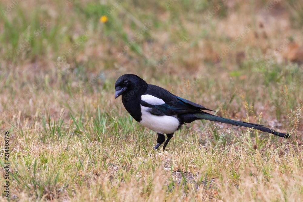 Elster sucht auf einer trockenen Wiese nach Insekten Elster sucht auf einer trockenen Wiese nach Insekten