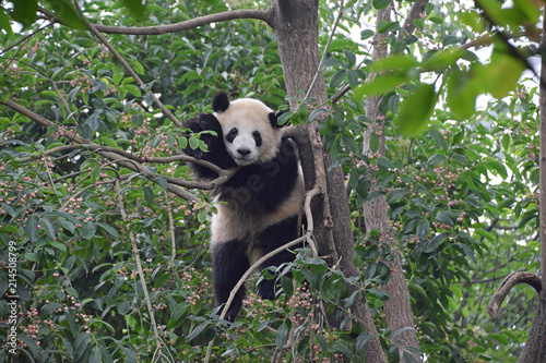 Panda hanging in a tree