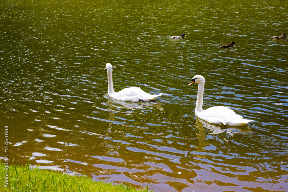 Fototapeta premium White swan on lake near coast