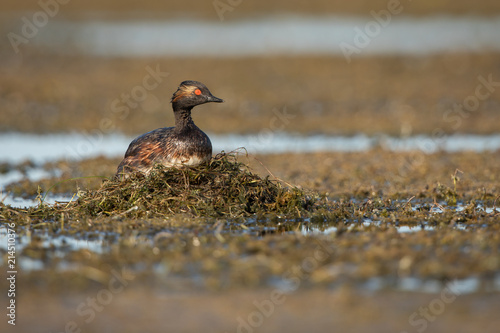 Black-necked grebe on nest photo