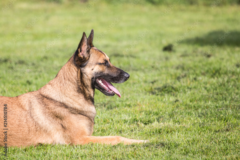 Portrait of a malinois dog living in belgium
