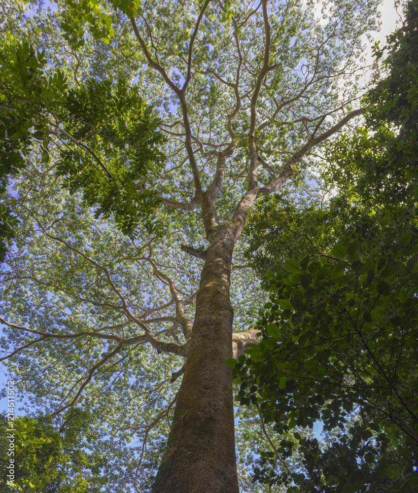 Fototapeta premium Close up of large tree in jungle canopy in the island of Morrea in French Polynesia