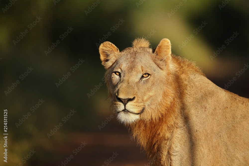 Portrait of an African lion (Panthera leo), South Africa Portrait of an African lion (Panthera leo), South Africa