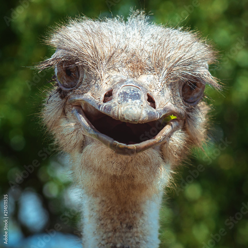 Smiling ostrich close-up. Funny bird in the open air