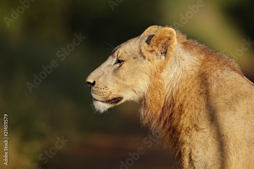 Portrait of an African lion (Panthera leo), South Africa 