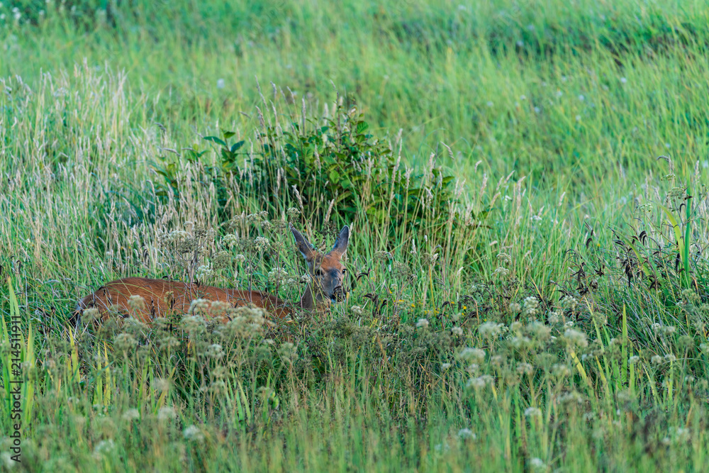 Deer In The Brush