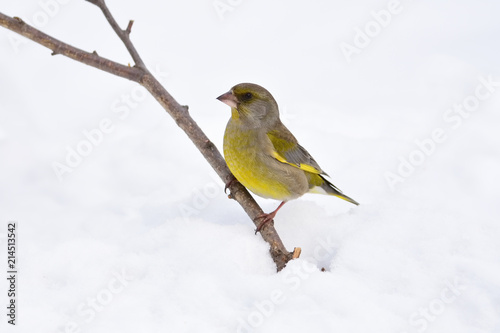 European greenfinch sits on a branch sticking out of snow.