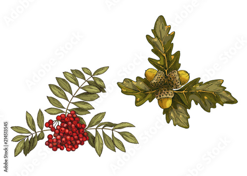 Set of vector leaves in autumn style. Branch of rowan and oak with fruits isolated on white background.