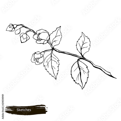 Vector Sketch of Jasmine Flower. Aromatherapy series. Great for traditional medicine, perfume design, cooking or gardening.