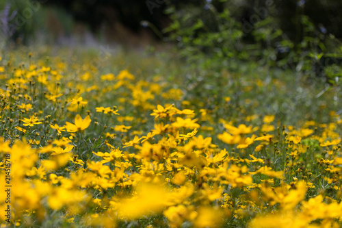 Yellow flowers fading into background with dark green