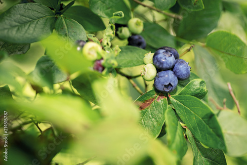 Some blueberries on bush.