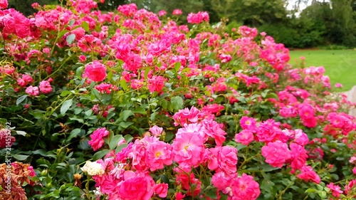 Fototapeta Naklejka Na Ścianę i Meble -  Pink rose garden