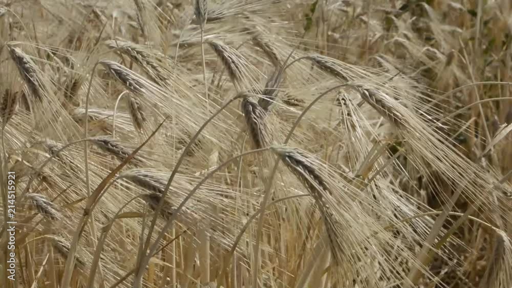 Wheat in the field. Agricultural landscape Wheat in the field. Agricultural landscape